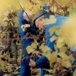 FOURTEEN GENERATIONS OF WISDOM AND WINE – Viniculture in Alsace